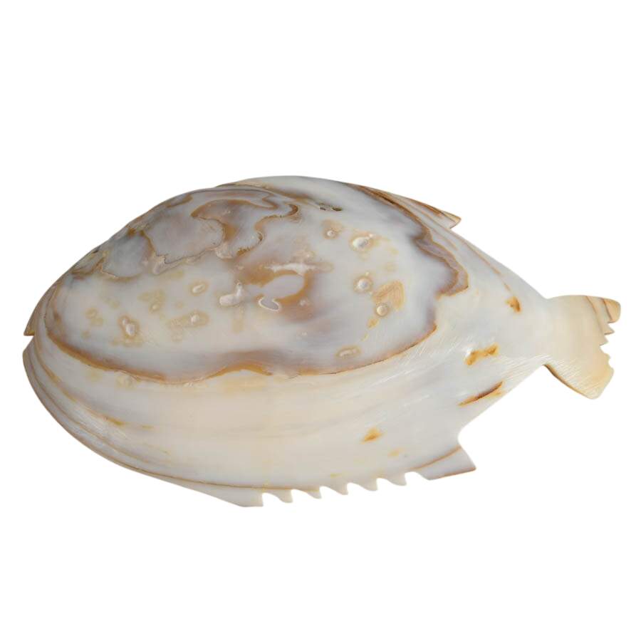Assortment of Silver, Shell, and Pearl Vanity Items-3
