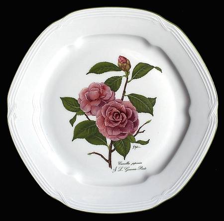 Camellia Japonica by Bareuther & Co