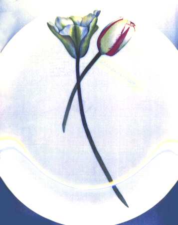 The White Snow Floral by Driade Kosmos