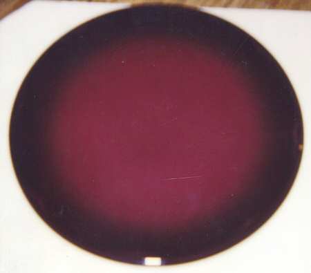 Shadows Burgundy by Fuji