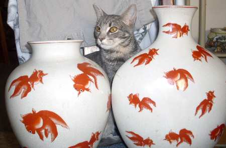 Gold Fish Collection by J A Designs