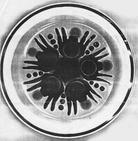Fantasy (Dots Center) by Japan