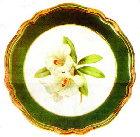 Y7051 by Spode