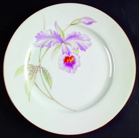 Orchid (White Background) by Tirschenreuth