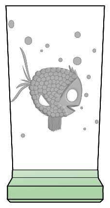 Fish by Duncan & Miller